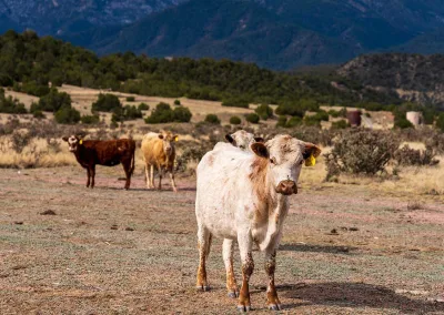 Cedar Springs Ranch
