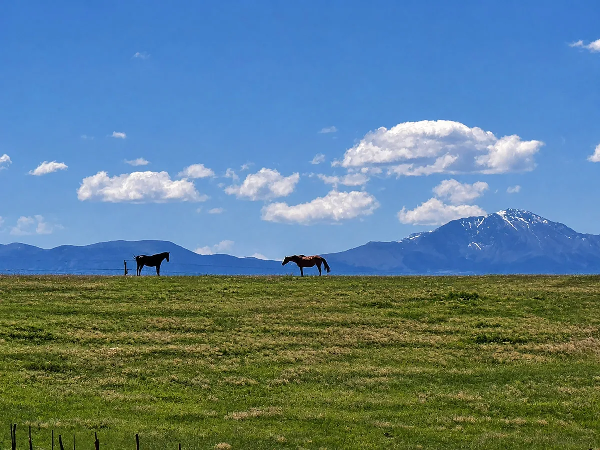2 Horses in Field